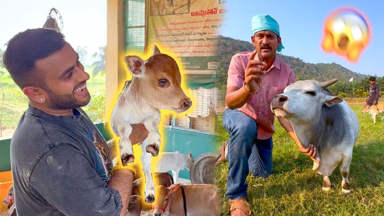 Buying World’s Smallest Cow 😍🐄 ​⁠​⁠​⁠@Nadipathy Mini Micro Nano Cows