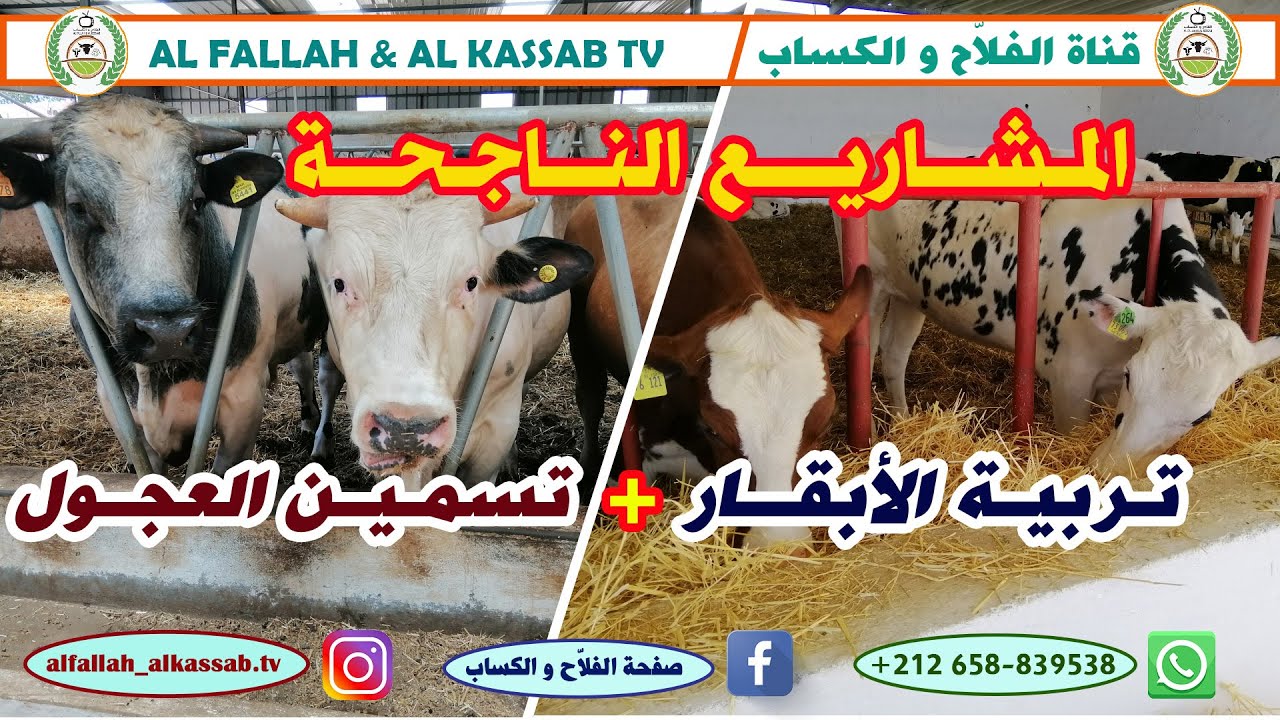 أكثــر المشــاريع نجــاحـًا : تــربيــة الأبقــار الحلــوب و تسمــيــن العجــول