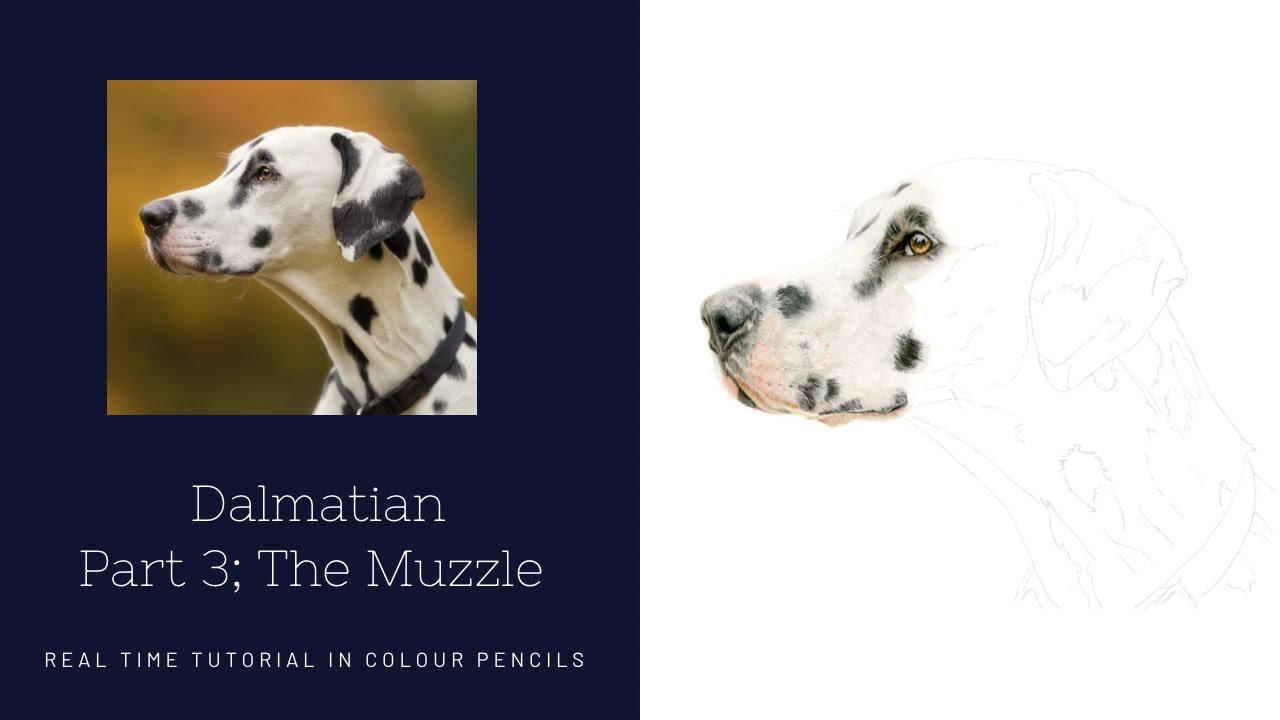 How to Draw a Realistic Dalmatian in Colour Pencils | Real Time Tutorial | Part 3 The Muzzle