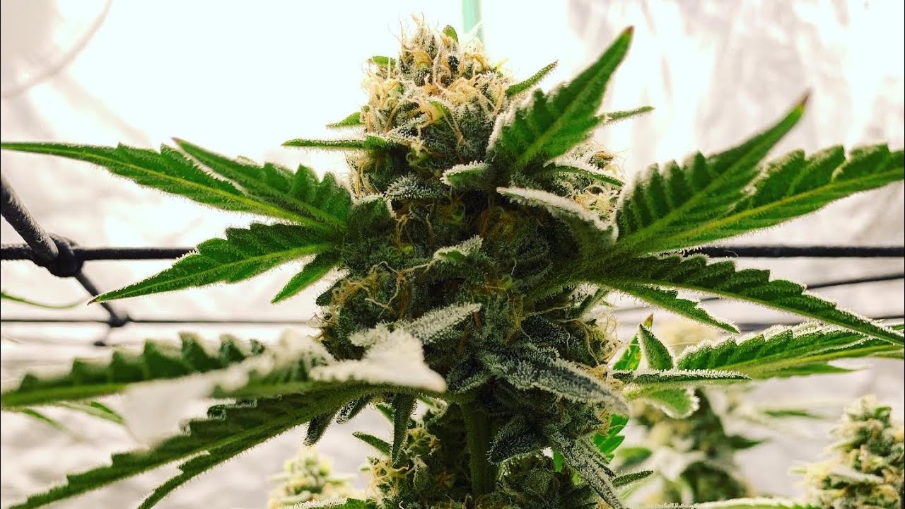 ChemDawg & Bruce Banner, veg through week 6 of flower, mid grow update.
