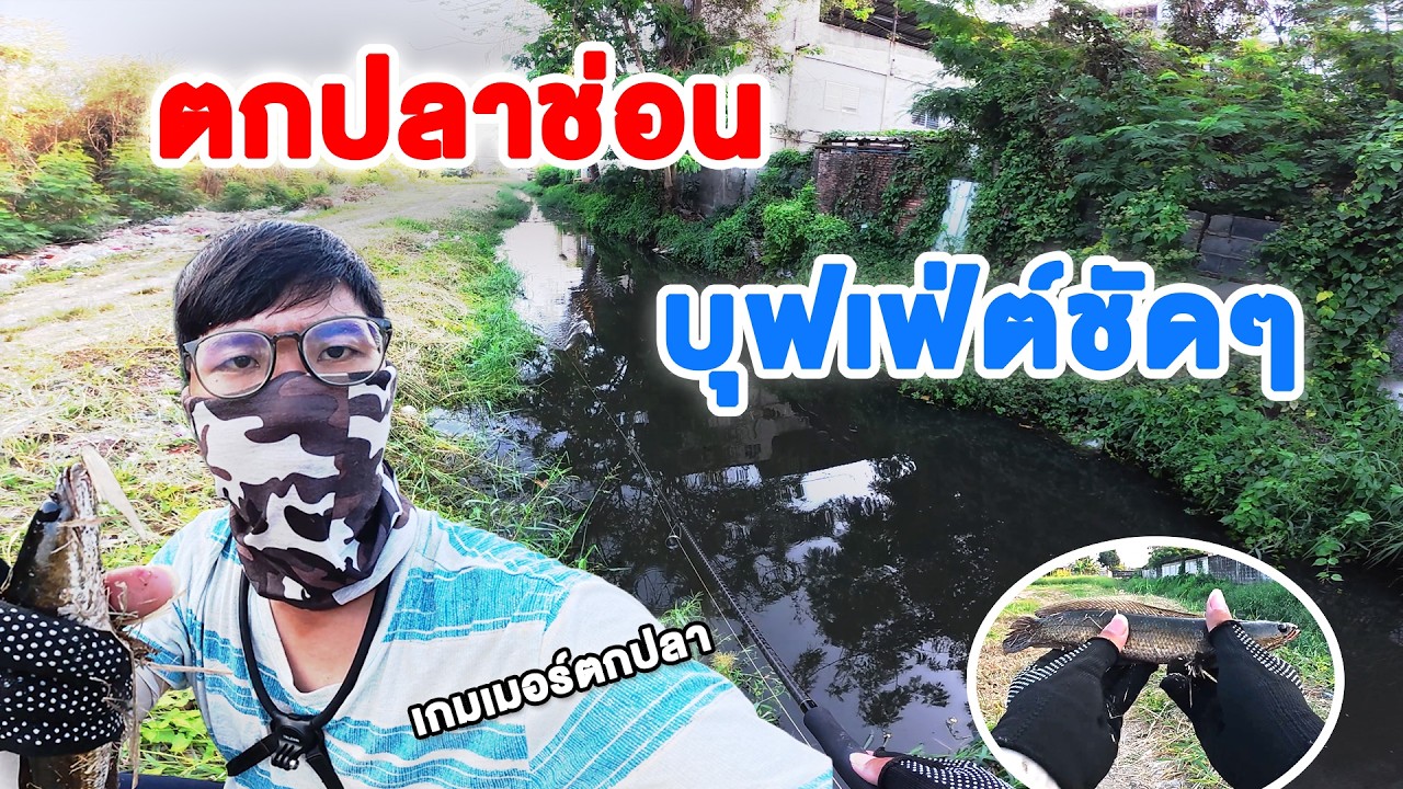 นึกว่าบ่อบุฟเฟ่ต์! ช่อนคลองวันนี้กัดดุจัด ตีเป็นโดน!  l Petechee เกมเมอร์ตกปลา