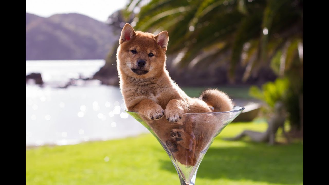Meeko the Shiba Inu ~ A photo per day for the first year!