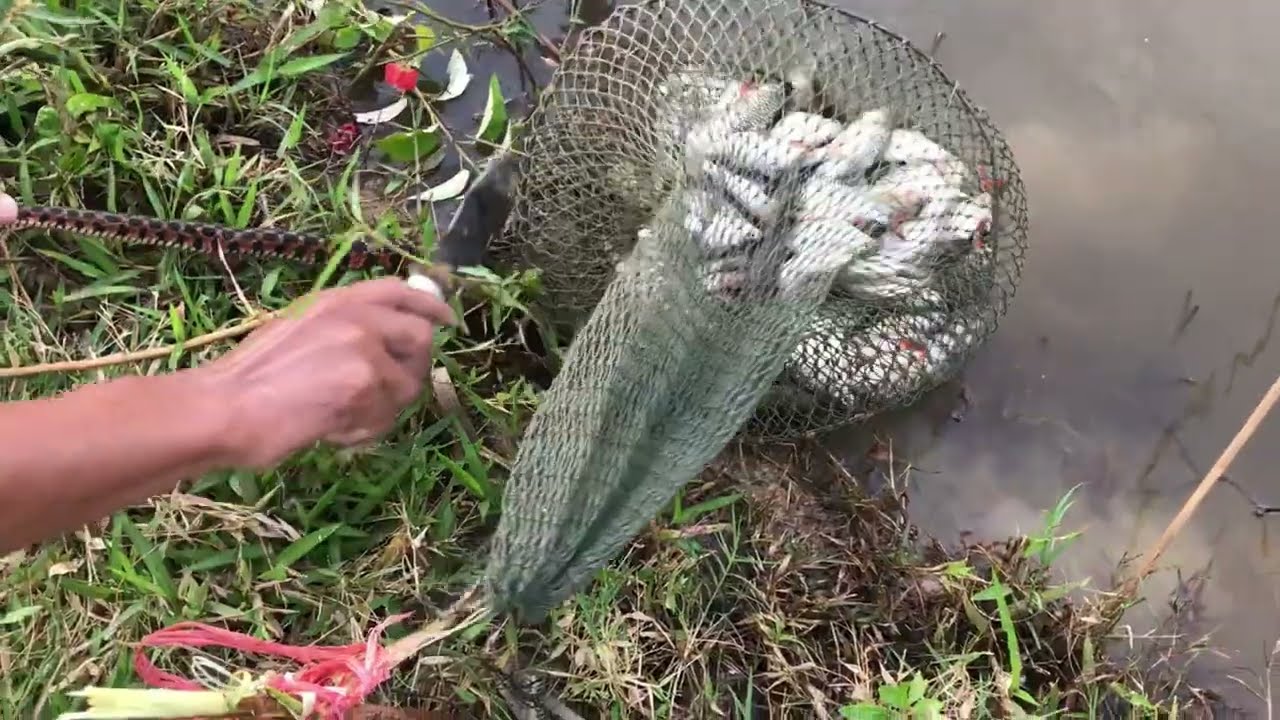 បង់សំណាញ់បានច្រើនហើយ ពស់លួចសុីត្រីទៀត Hook Fishing Videos