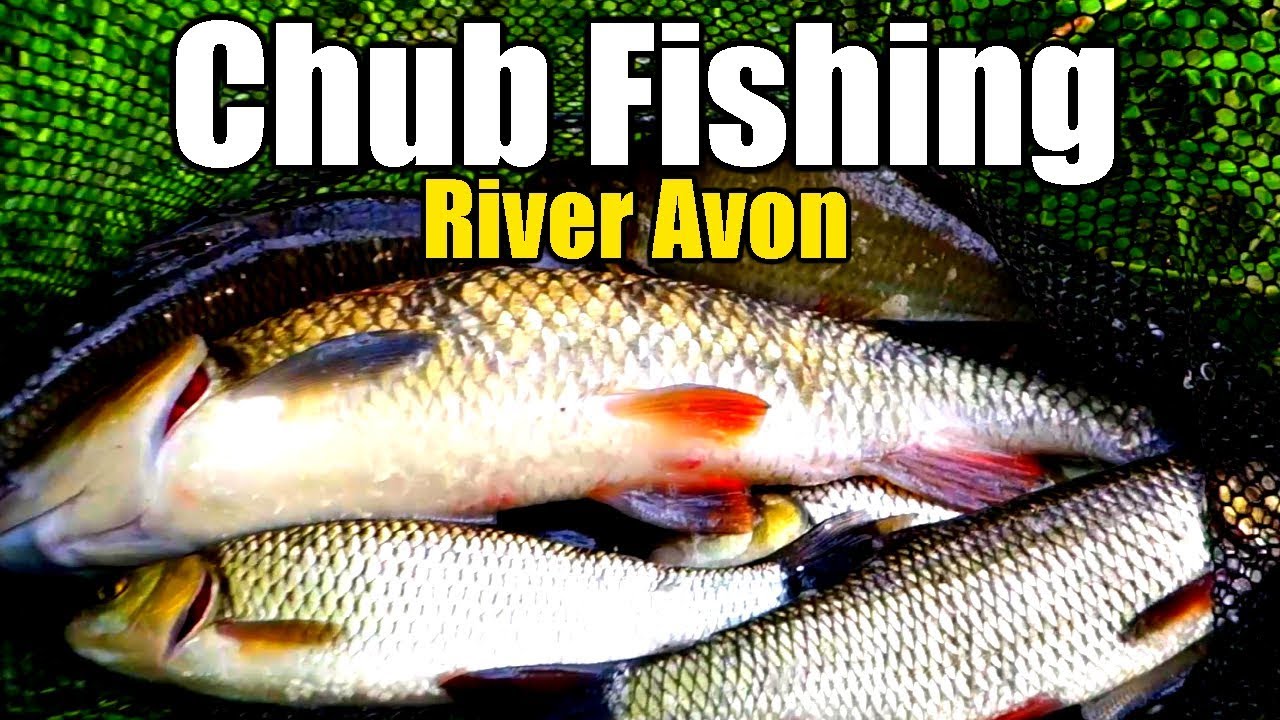 Bolo Fishing The River Avon