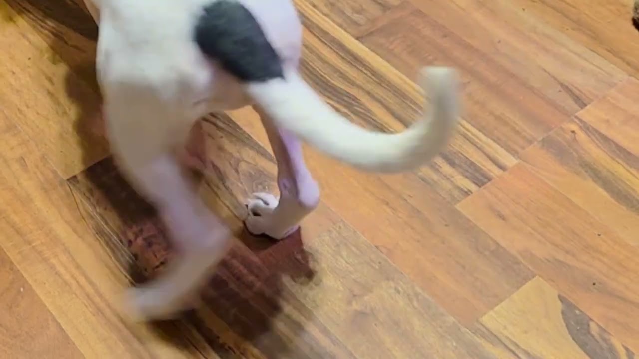 Puppy logic: if it's a box, it's mine! @whiskermayhem