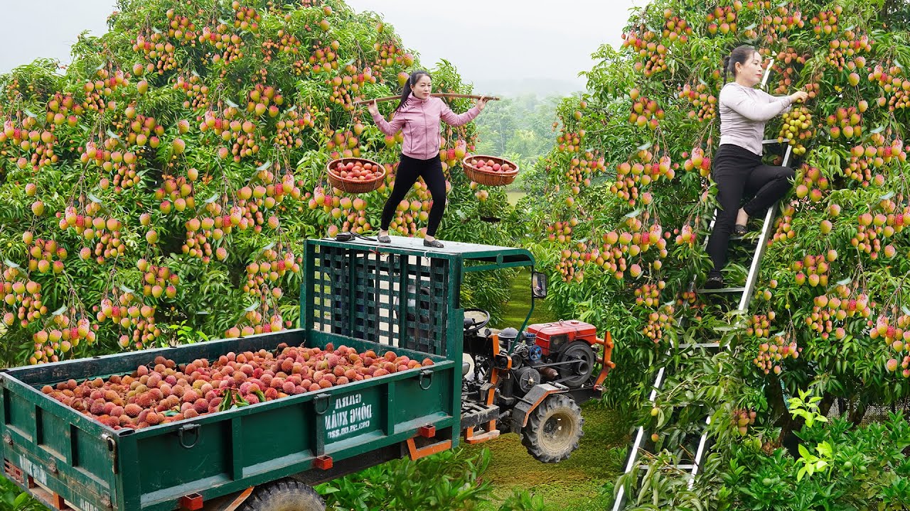 Use Truck To Harvesting 1000+ Red Rambai Fruit ( Dâu Da Rừng ) Goes To Market Sell - Farm Life
