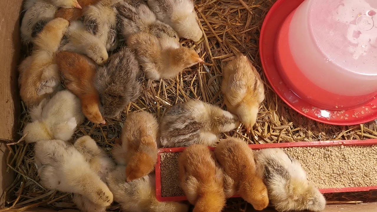 Baby chicken, sound of chickens\ relaxing baby chickens sounds, baby chicken coop ambient