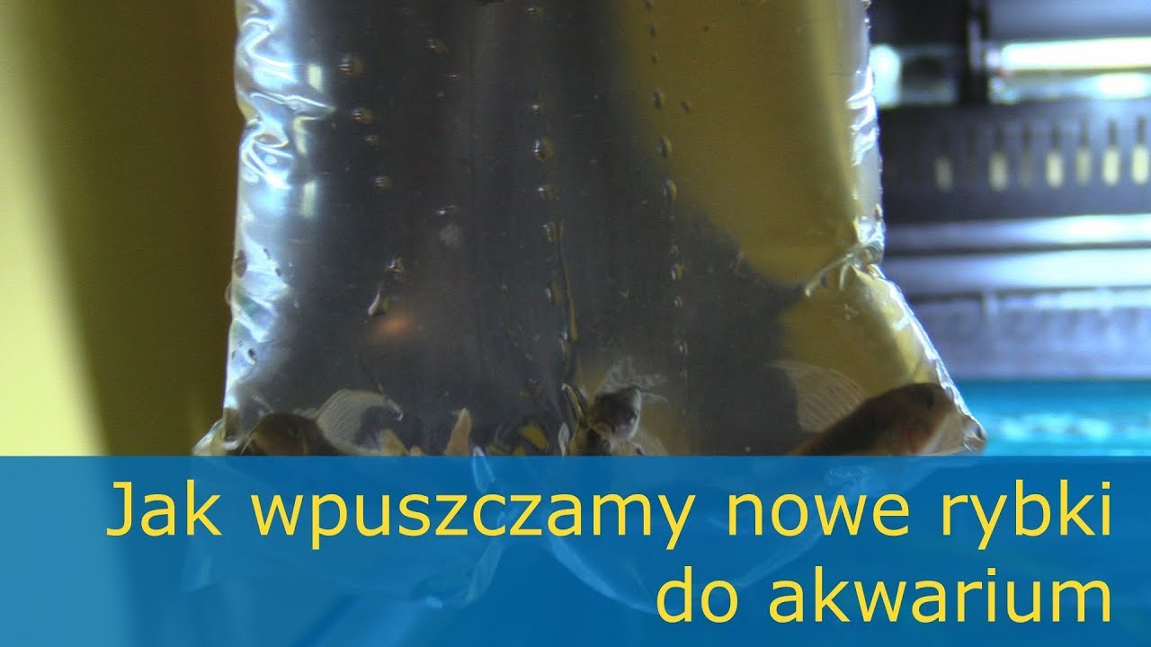 Kirysek spiżowy i pstry. Jak wpuszczamy nowe rybki do akwarium.