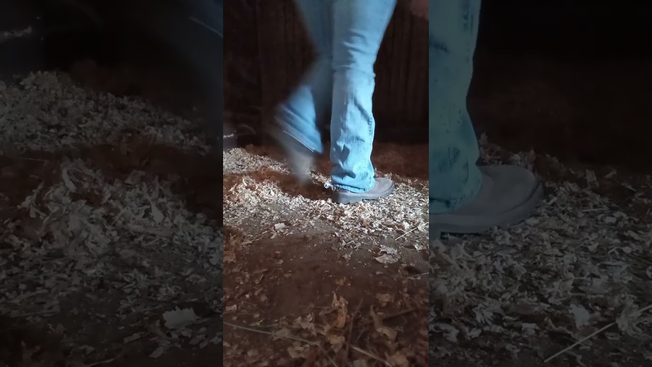 Do Chores with me at the barn