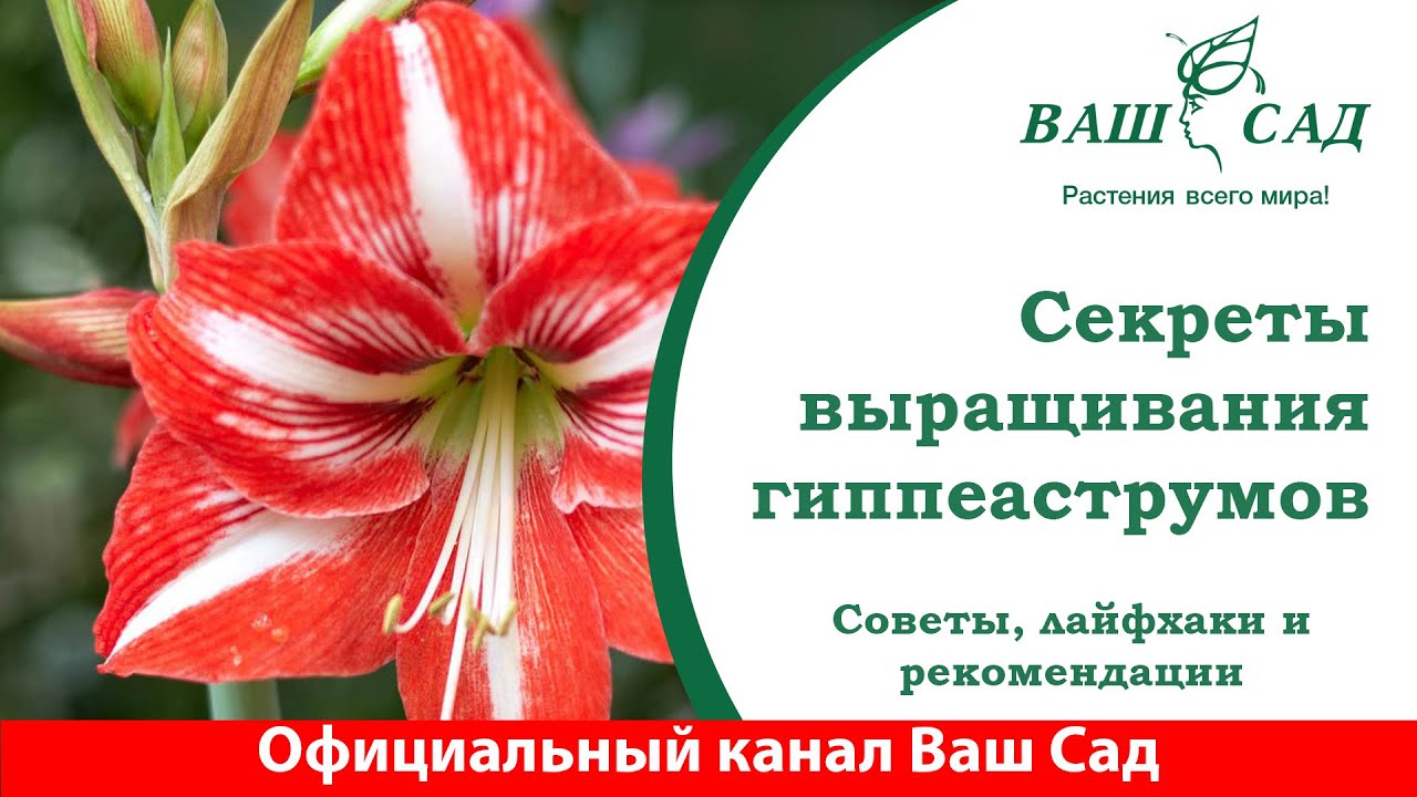 Гиппеаструм в доме, лайфхаки для успешного выращивания от Ваш сад