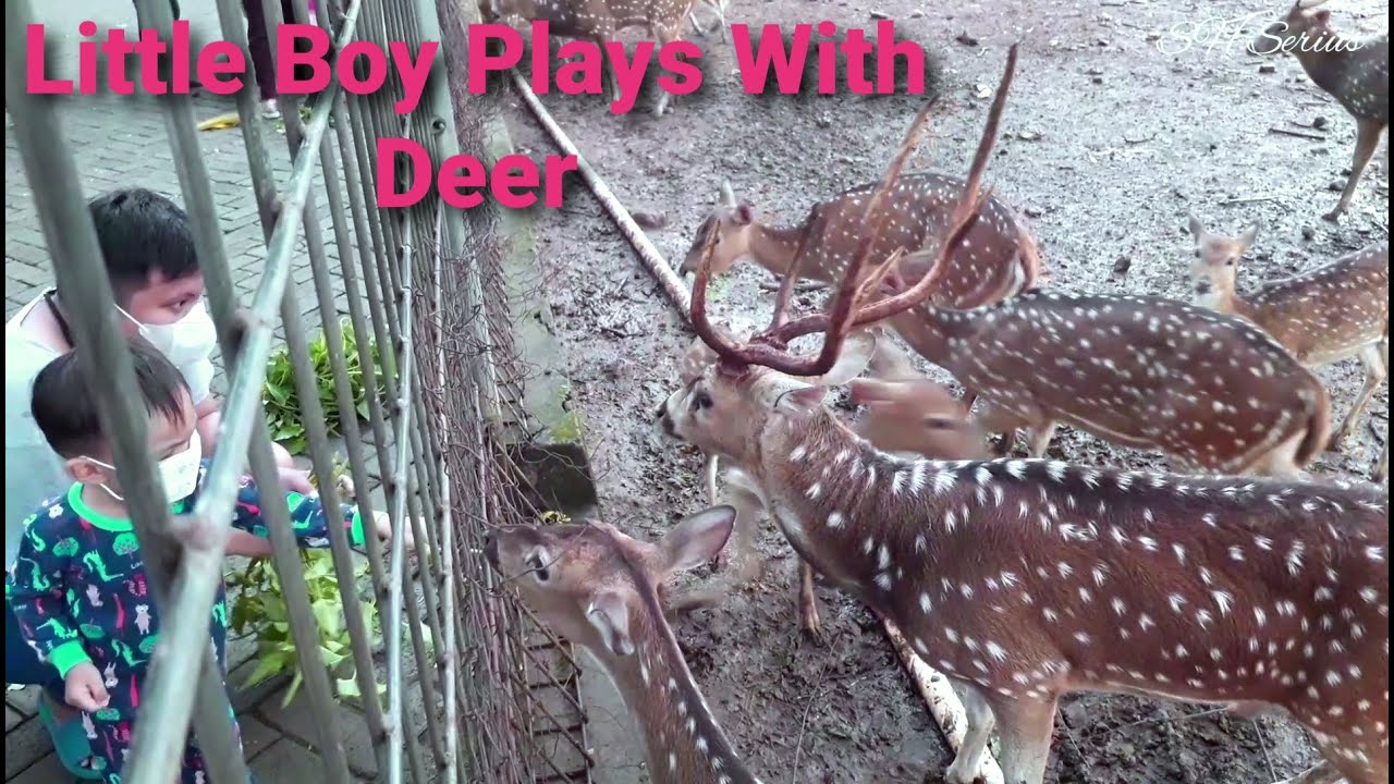 DEER🦌🦌 Little Boy Plays With Deer 🦌