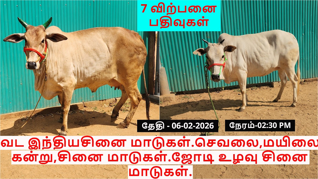 7-விற்பனை பதிவுகள்.வட இந்திய சினை மாடுகள்.செவலை, மயிலை கன்று,சினை மாடுகள்.ஜோடி மயிலை சினை மாடுகள்.