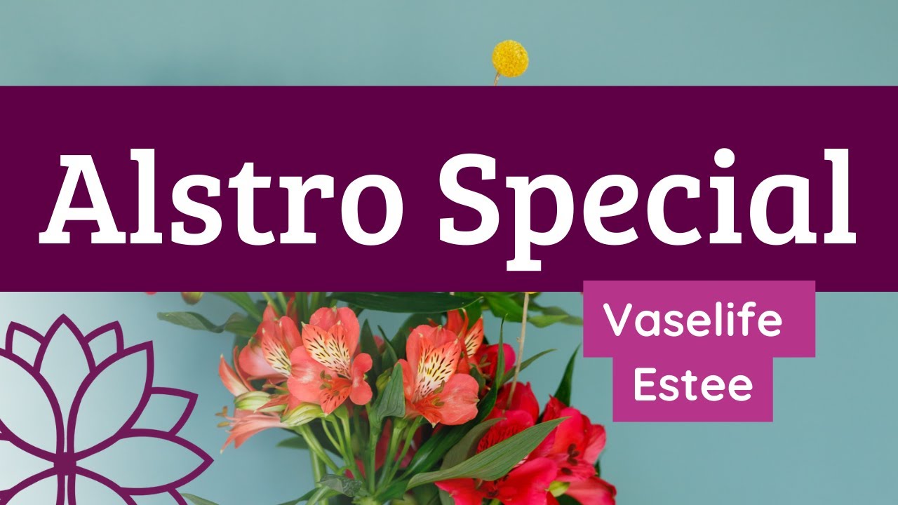 Alstro Special - Vase life Alstroemeria Estee