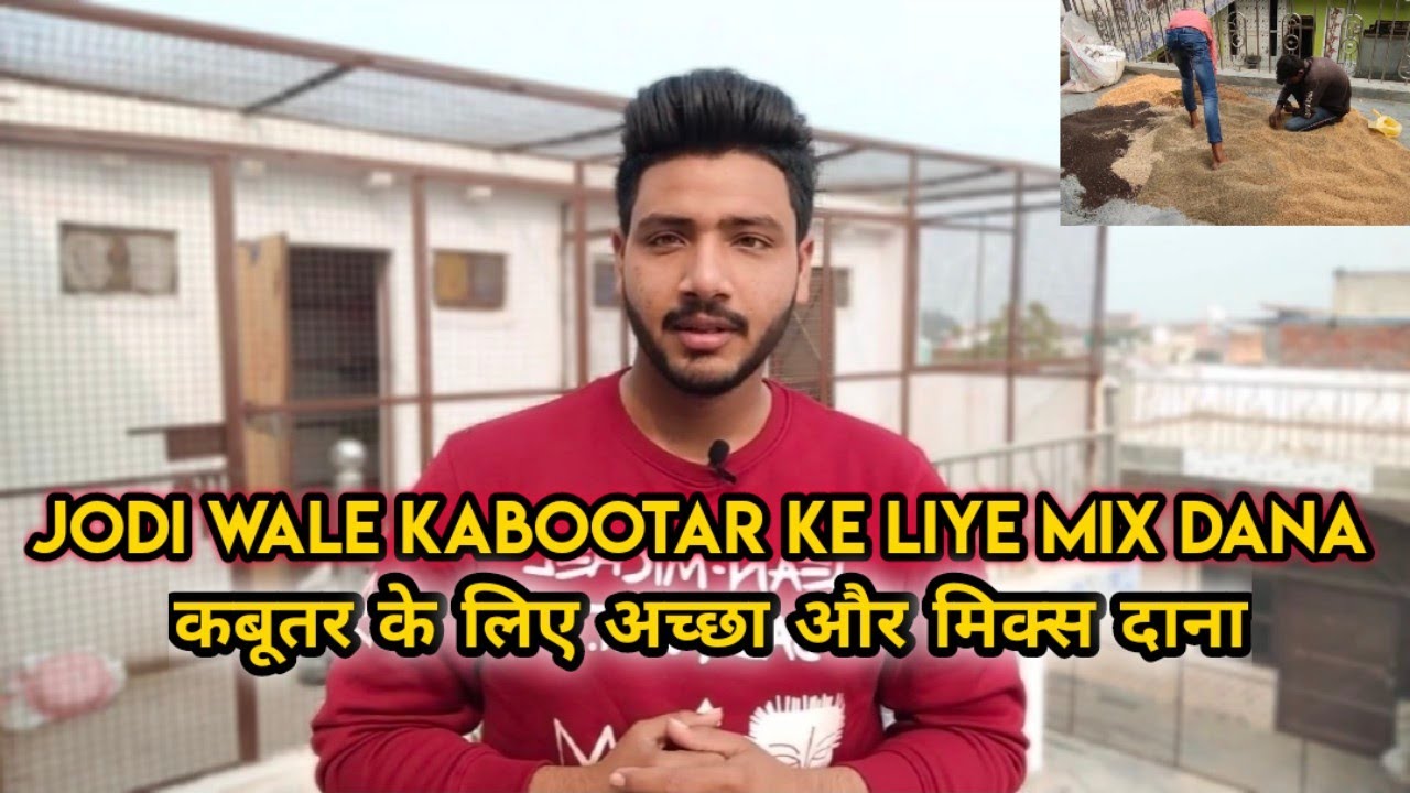 JODE WALE KABOOTAR KO MIX DANA SUPER BREEDING TIPS ( KABOOTARBAZI )