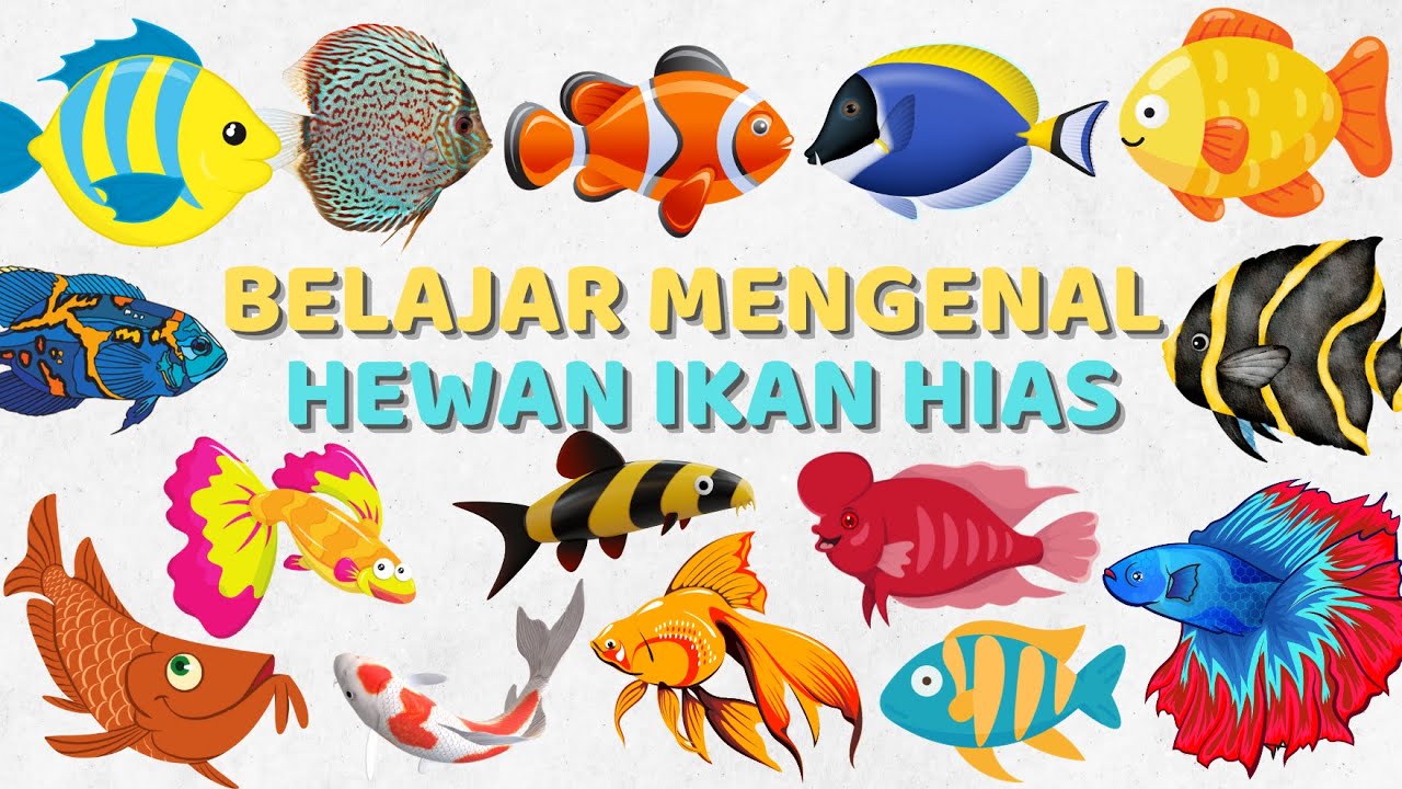 Belajar Mengenal Nama Ikan Hias untuk Balita Bahasa Indonesia & Bahasa Inggris | Learn Animals Fish