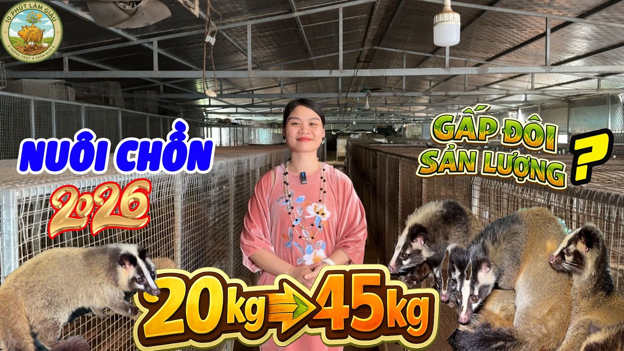 🔥 2026: CÔNG NGHỆ GÌ GIÚP CHỒN MỐC TĂNG GẤP ĐÔI SẢN LƯỢNG? |10 PHÚT LÀM GIÀU