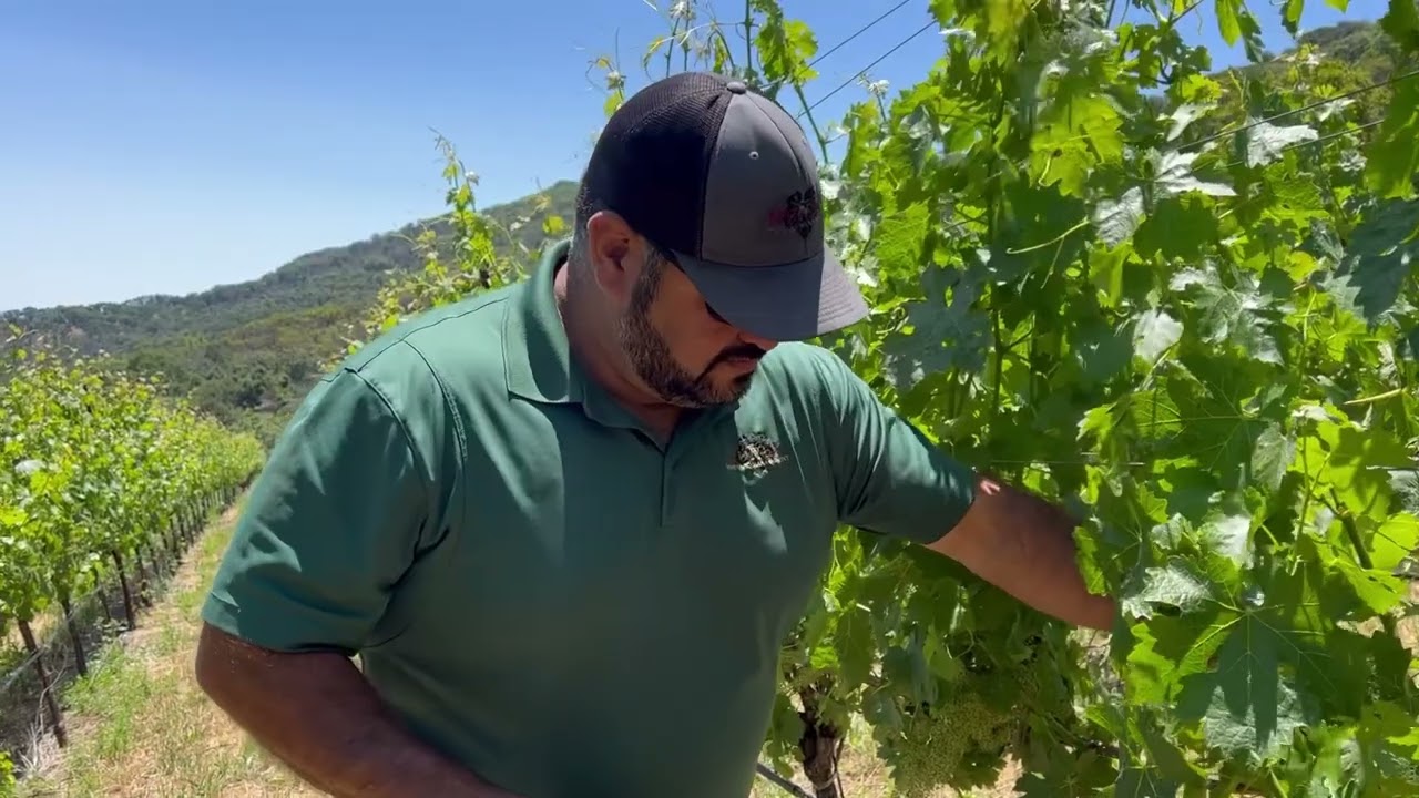 Proactive Vine Nutrition