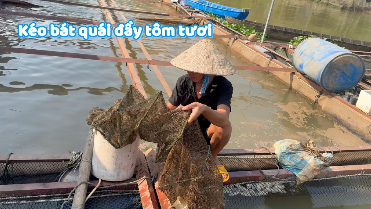 Một buổi kéo bát quái dính toàn tôm tươi #ngườiđồngtháp
