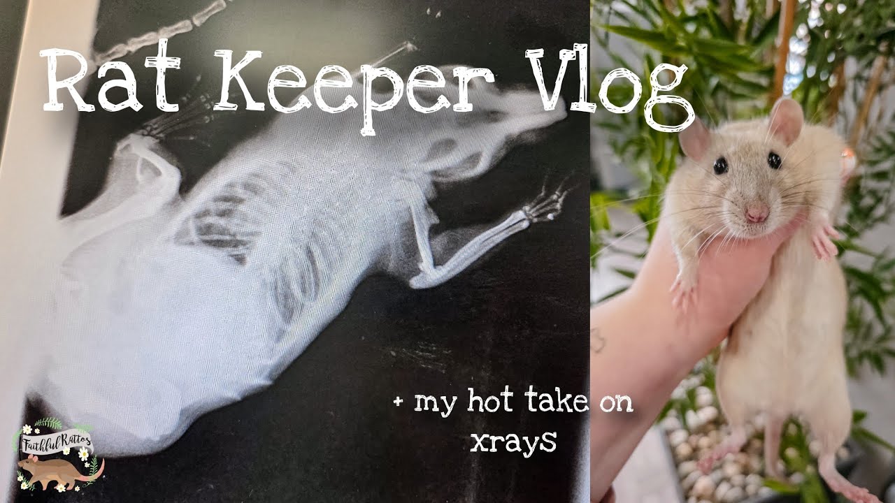 My hot take on x-rays and diagnostic tools for rat veterinary care.🩻 | Rat Keeper Vlog🐀