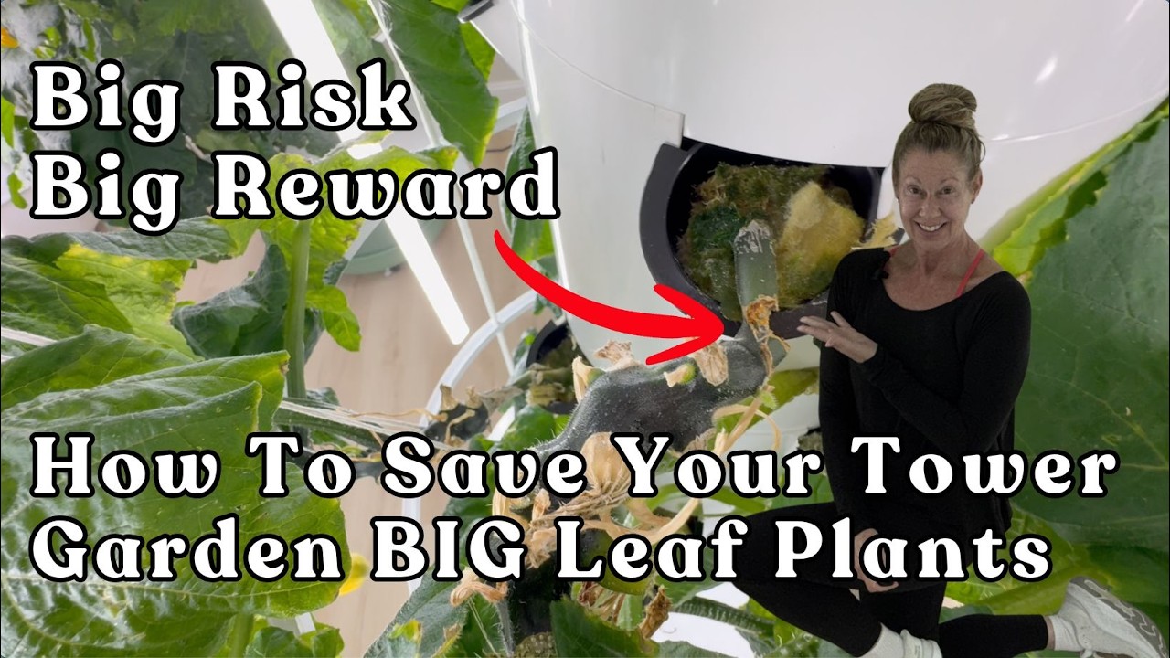 Big Risk Big Reward  Easy Work Around To Save Your Tower Garden BIG Leaf Plants #towergarden