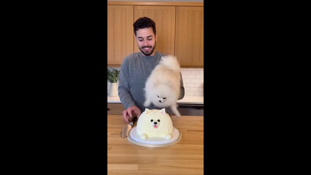 Cat vs Cake! Hilarious Live Reaction  #Shorts #Viral #FunnyCat
