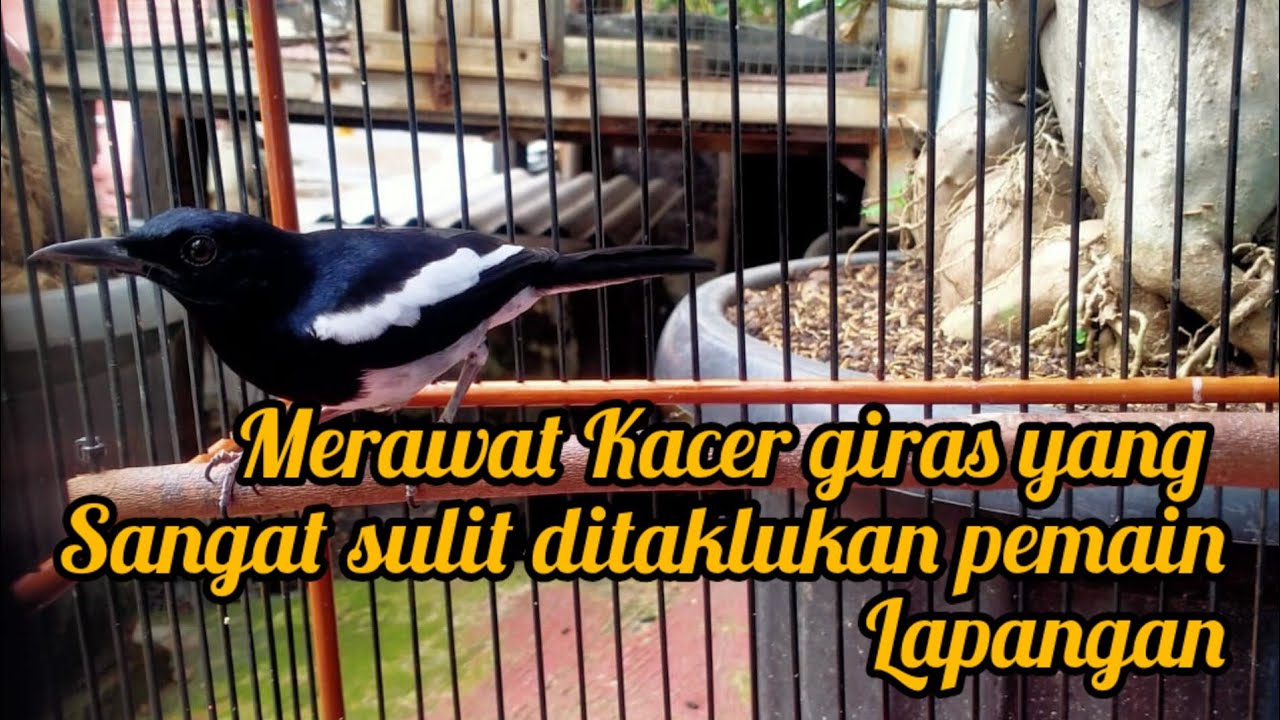 RAWATAN KACER GIRAS SPESIAL