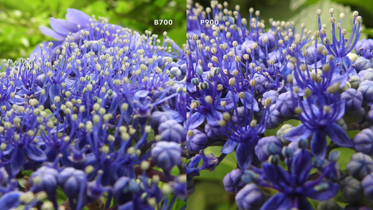 P900 vs B700 Real World Comparison