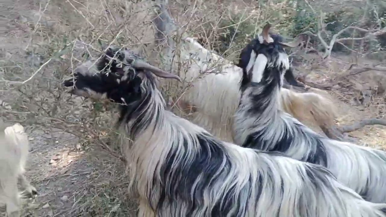 पहाड़ी बकरियां और बच्चों को दुध पिलाने के बाद || जंगल कि तरफ || Himalayan shepherd