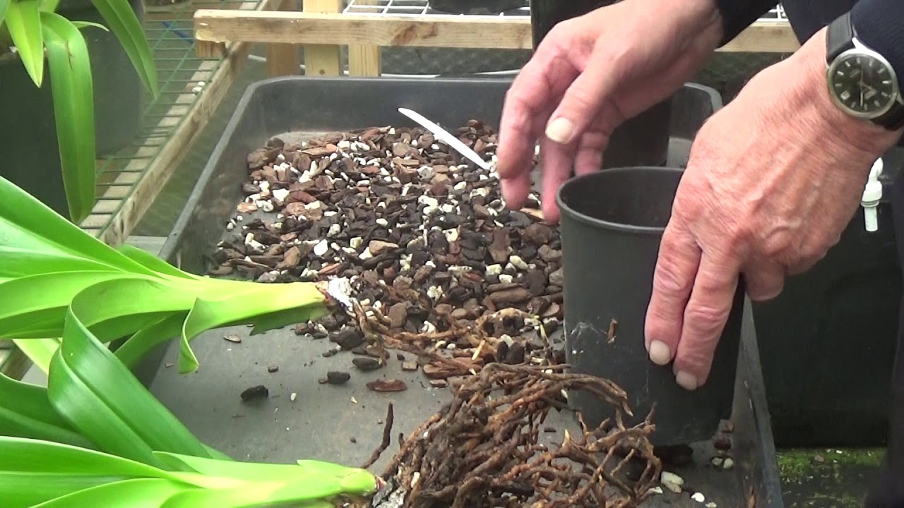 Phragmipedium Orchids