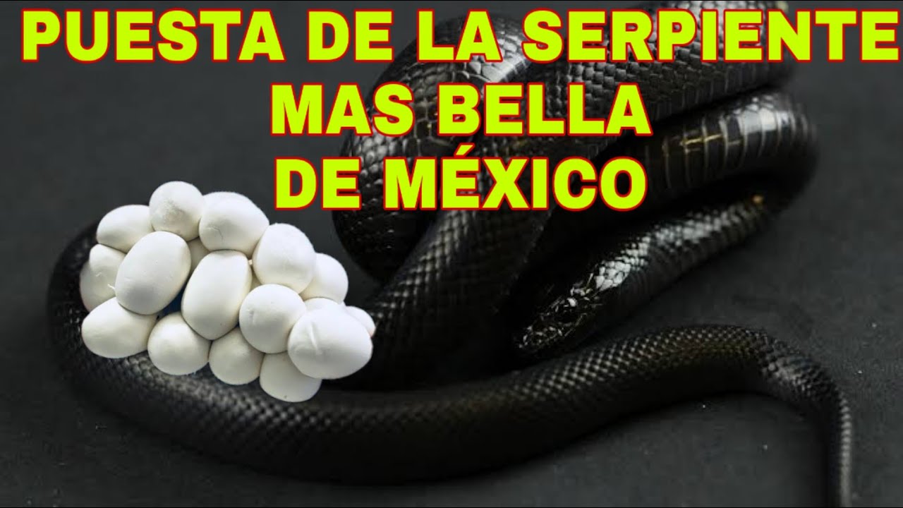 PUESTA de NEGRITAS - Lampropeltis getula nigrita mexicana | Bio Rat
