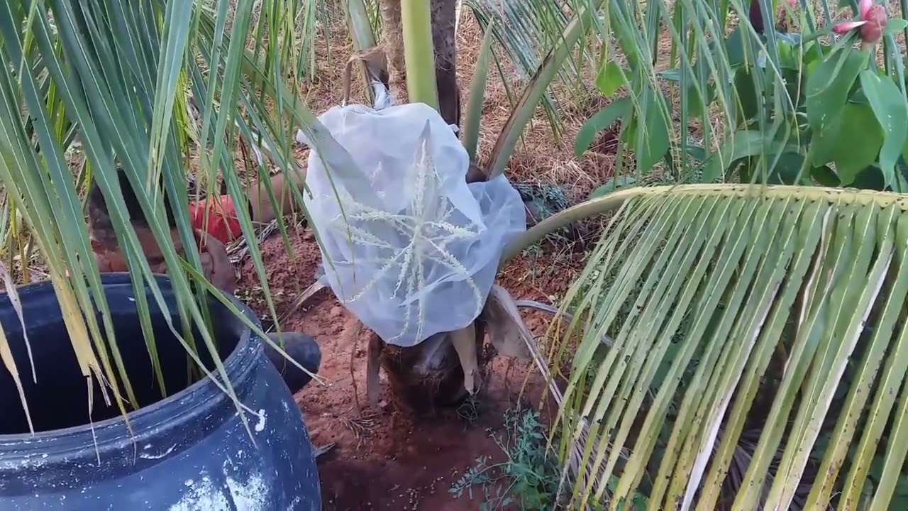 O arapua no pé de coco