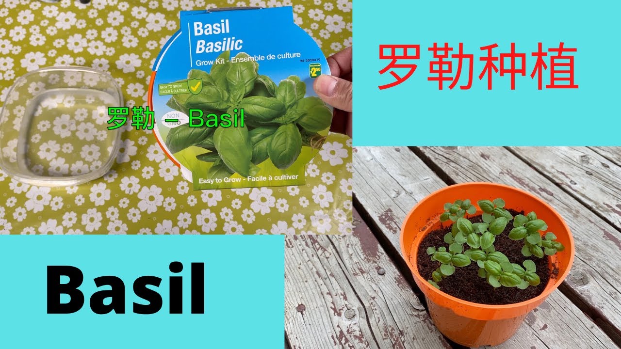 罗勒（Basil）/九层塔种植 - 只要两块五加币，包括Basil种子，土，花盆 （不是标题党）