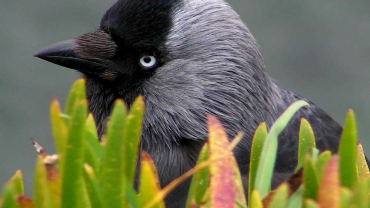 Jackdaw Bird Close Up - Choucas des Tours
