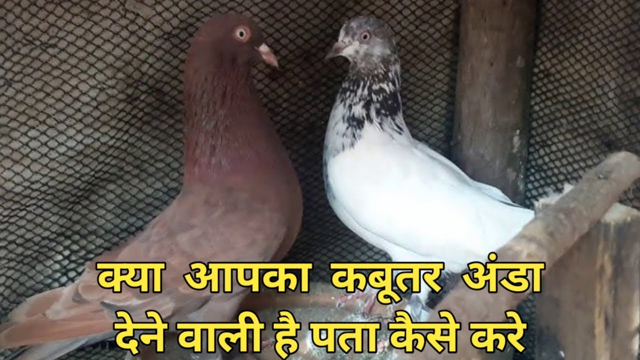 कबूतर अंडा कब देती है और कितना दिन के बाद अंडा देती है कबूतर