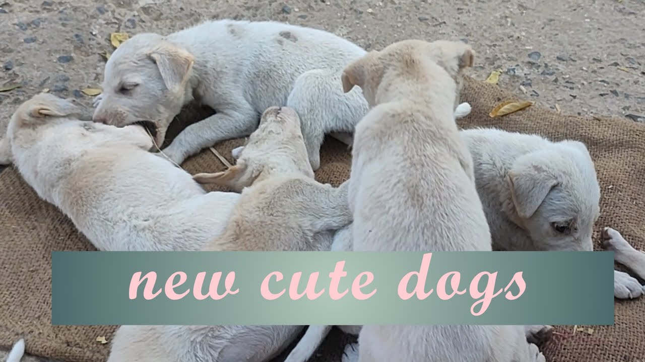 dog play / dogs #dog #doglover #cinematic #dogvideos #tranding #trandingvideo #animals #animalvideos