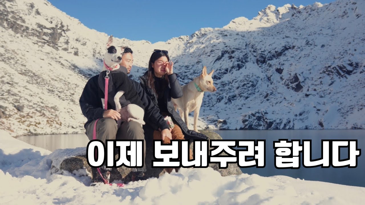 이름도 없던 유기견의 위대한 여행. 그리고 아름다운 이별