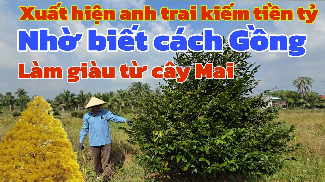 Xuất hiện anh trai chỉ cách Gồng làm cây Mai không mất giá mỗi năm kiếm tiền tỷ 