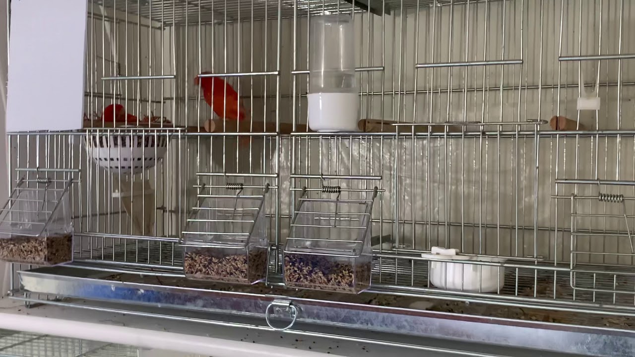 How to Eliminate fat from canary male or female belly + save your breeding season in 15-20 days.