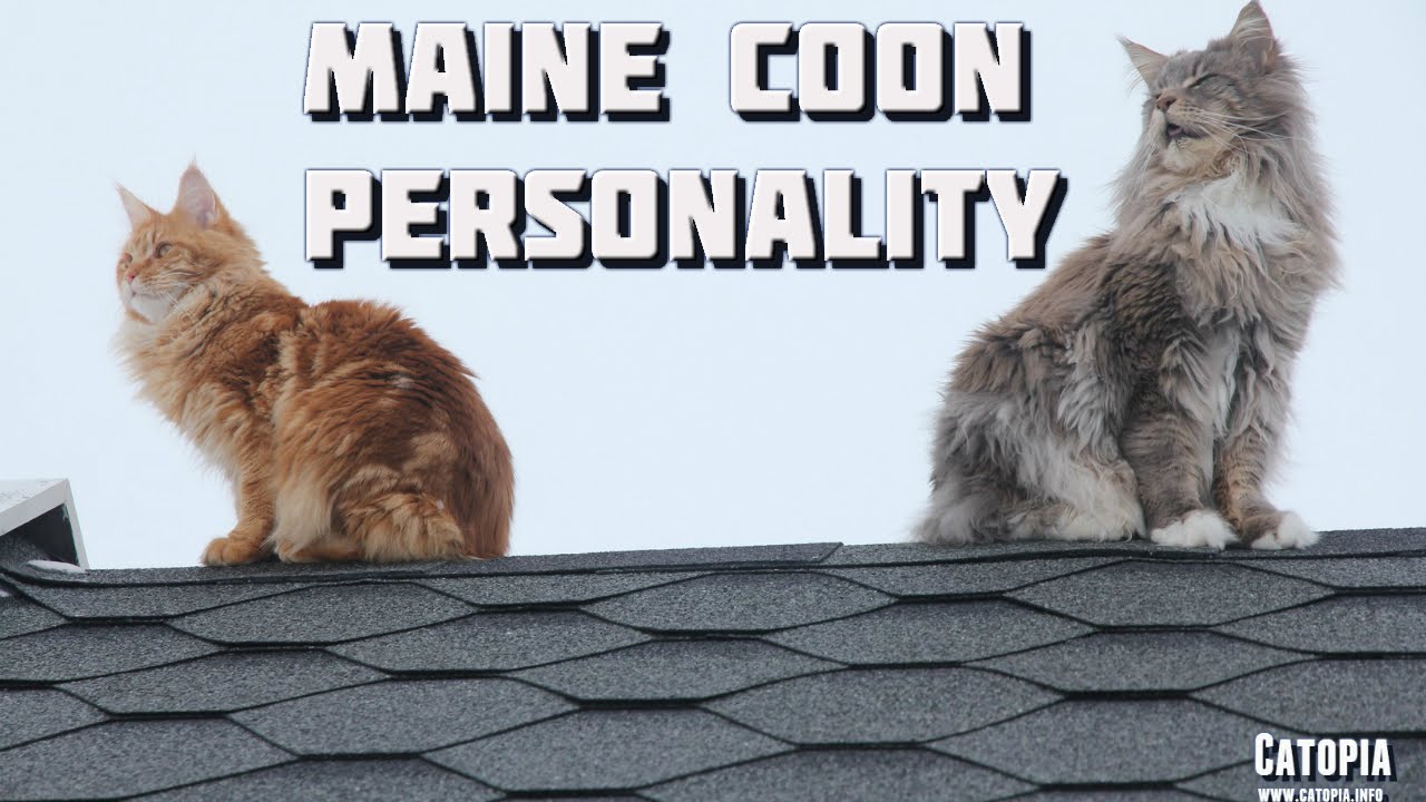 Maine Coon Compilation - Maine Coons showing the amazing Maine Coon personality