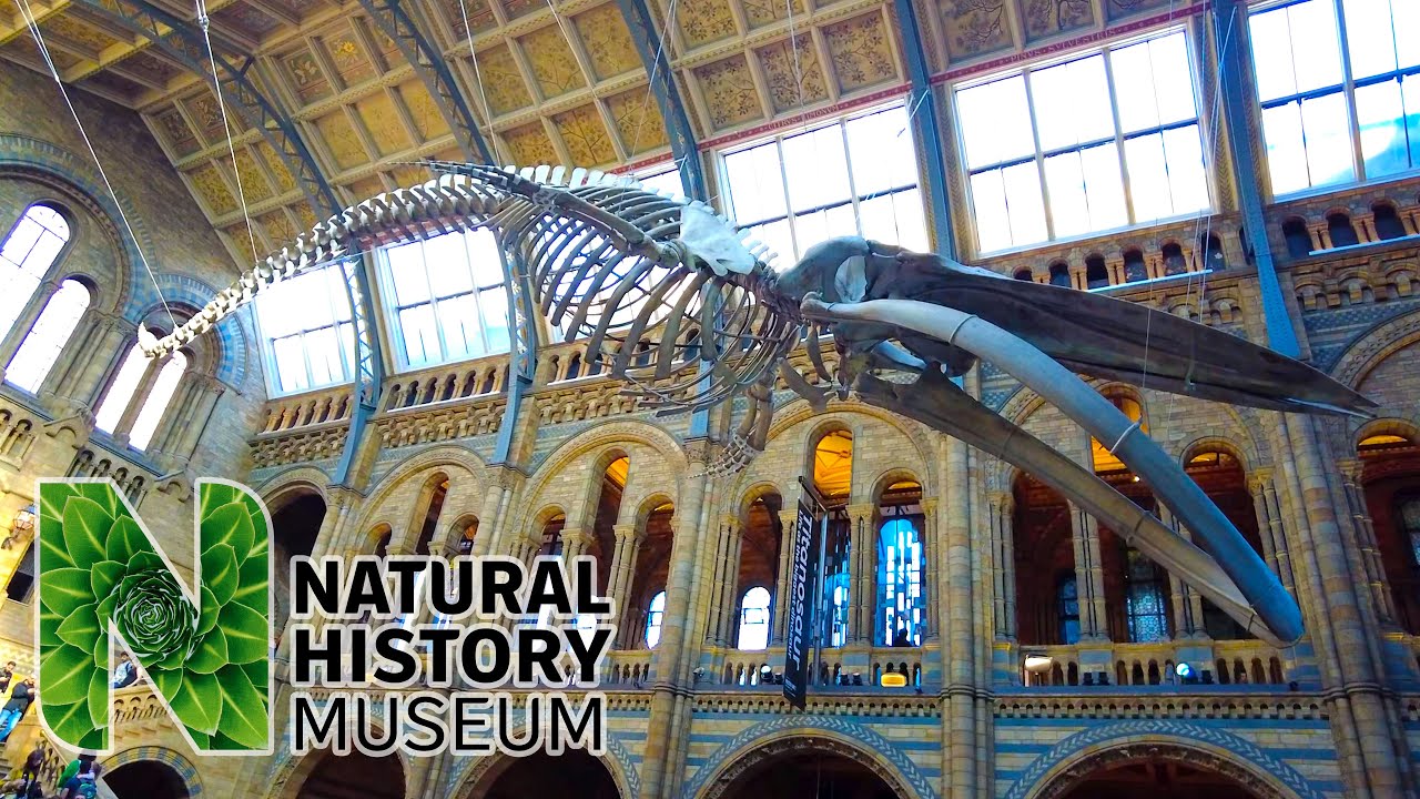 A walk around Natural History Museum, London