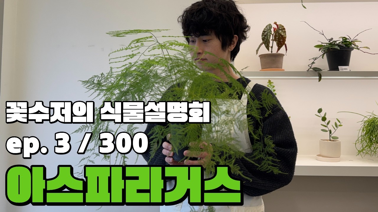 식물 300개 리뷰하겠습니다. 꽃집아들의 식물설명회 ep. 3/300. 아스파라거스