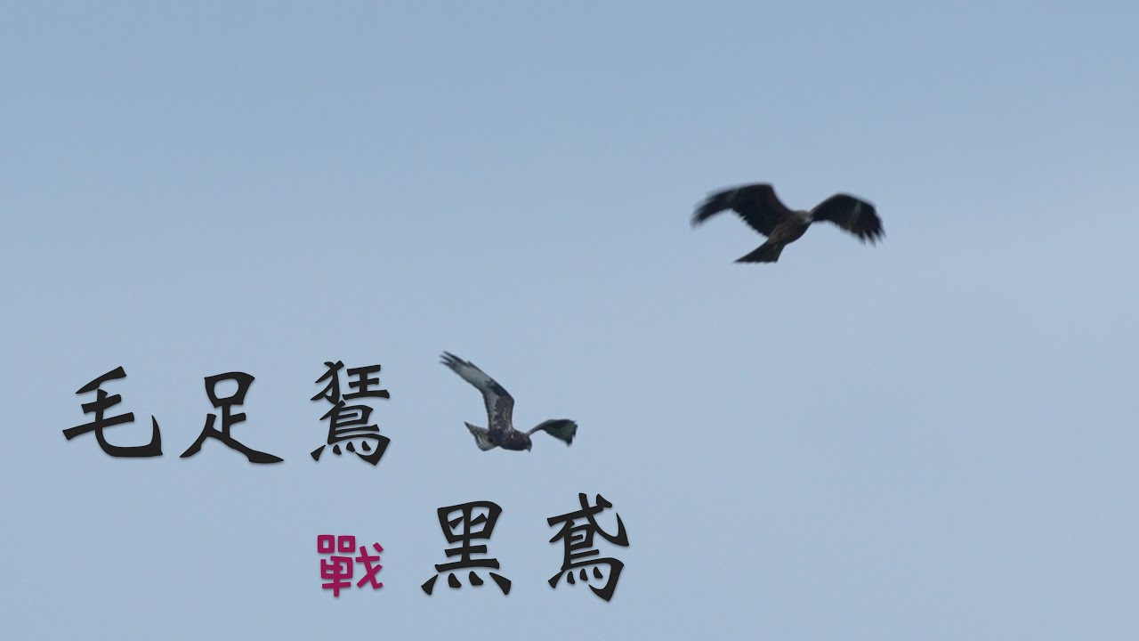 【台灣野鳥紀錄57----暗色型毛足鵟】Birds of Taiwan｜Rough-legged Hawk｜迷鳥｜暗色型｜空戰｜黑鳶｜關渡｜翻滾｜sony A1