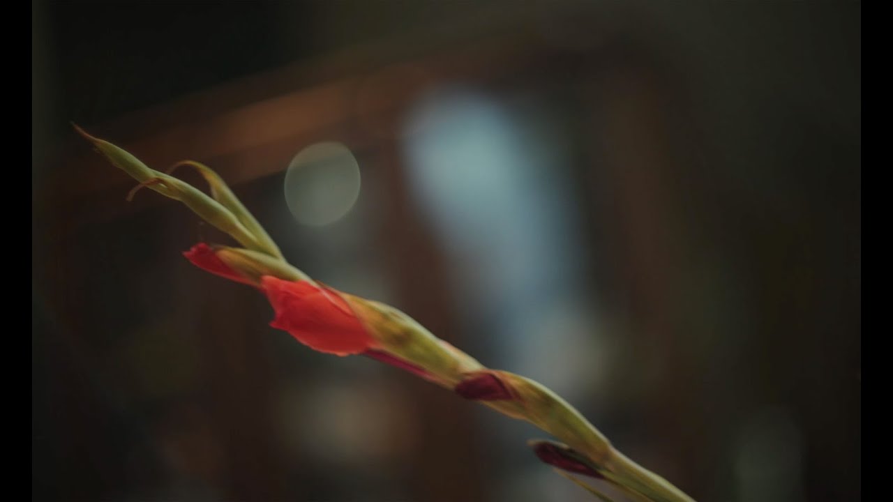 Canon FD 55mm SSC f1.2 with Canon R6 2024 Test