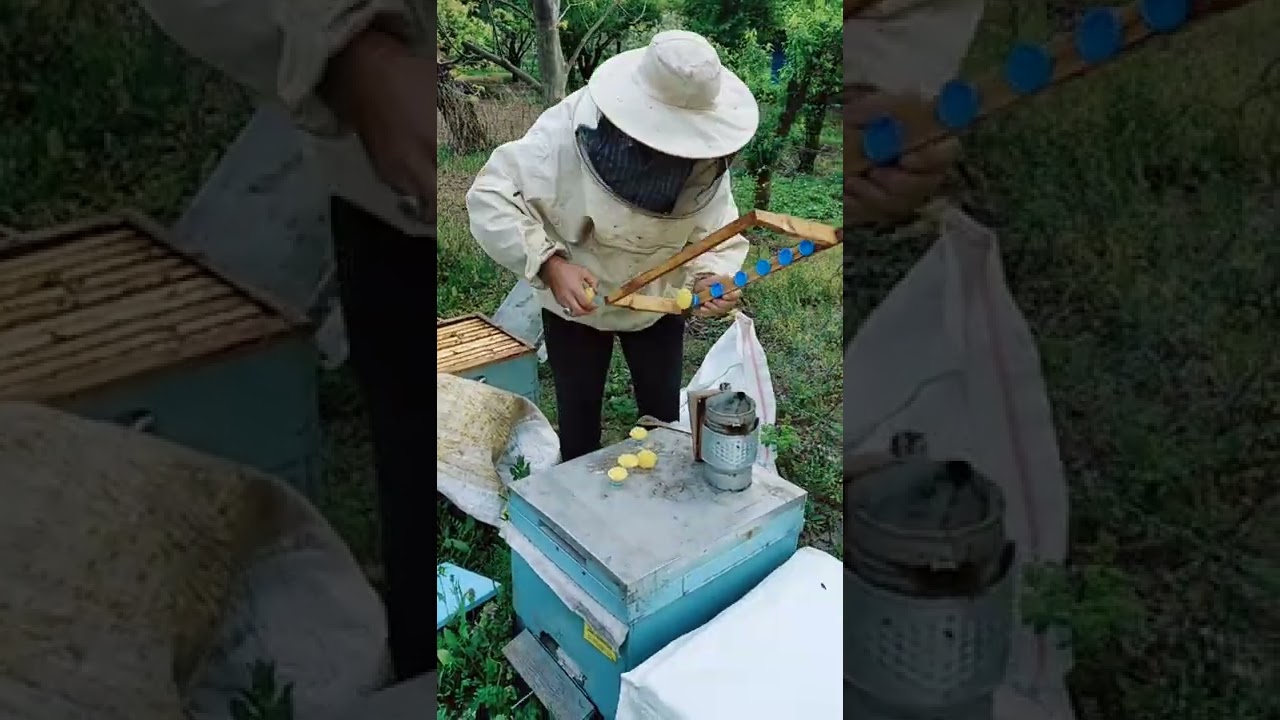 pet şişe kapağında  Ana arı üretimi