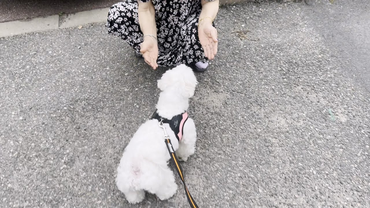 만나는 사람마다 모두 아는 척하고 싶은 강아지