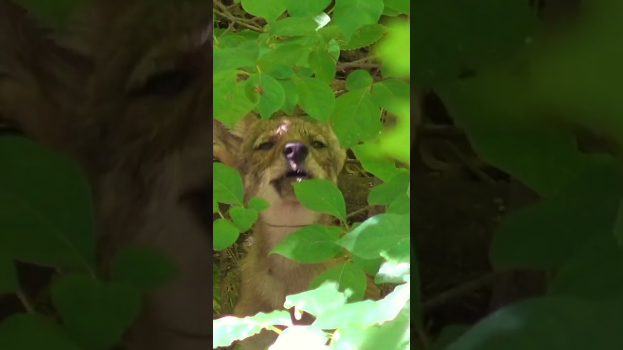 Always fun to video the coyote pups. #hunting #easterncoyote #coyote #wildlife #puppy