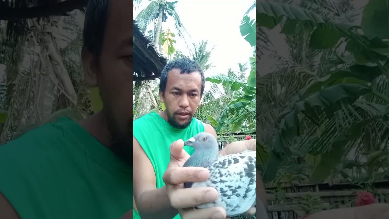 Pakita lang Natin ibon Natin Mga  Lods yong kakarga ngayong darating na linggo sa catbalogan Samar 