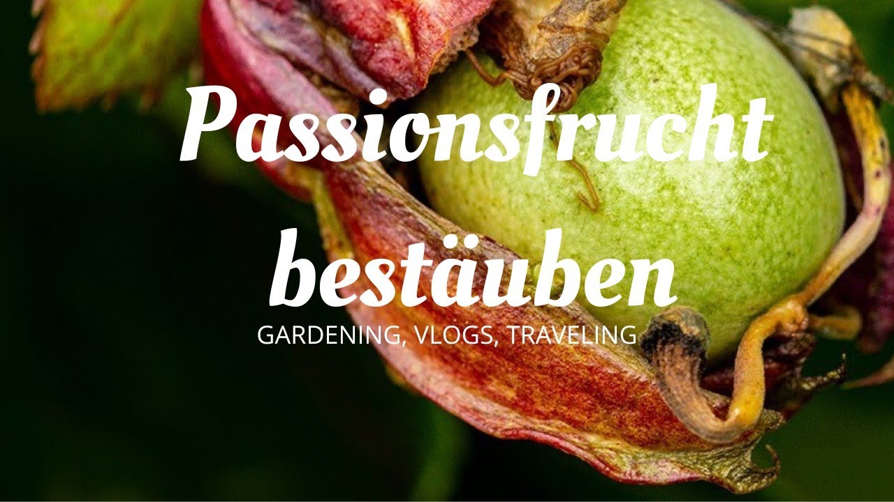 Maracuja von Hand best&auml;ubt - Passiflora edulis x colvillii // 🌻 www.Gartenschlau.com
