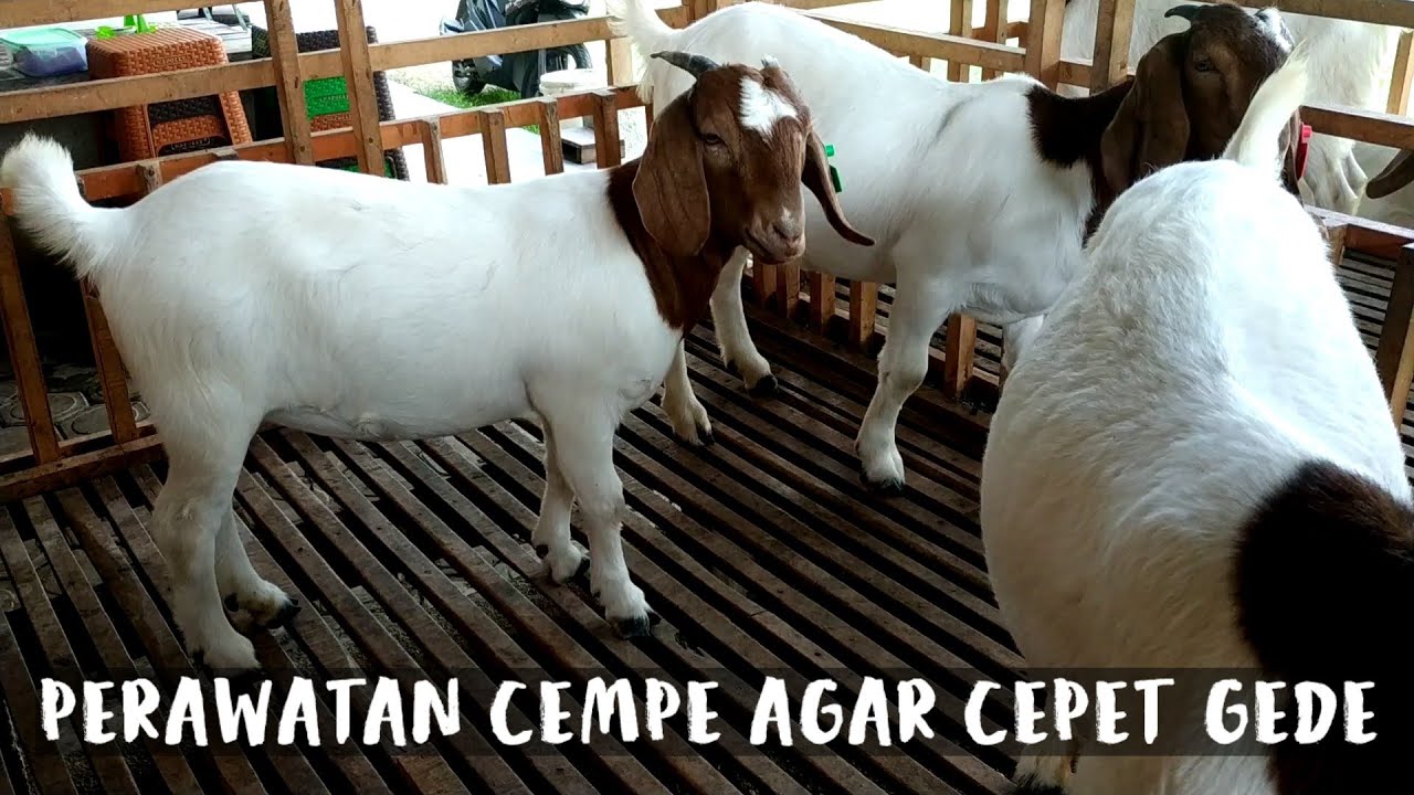 Perawatan Cempe Agar Cepet Gede | Peternakan Kambing Boer Barokah Farm Kediri