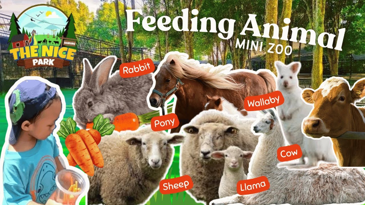 [Part 1/2] ANIMAL FEEDING di THE NICE PARK BANDUNG Mini Zoo